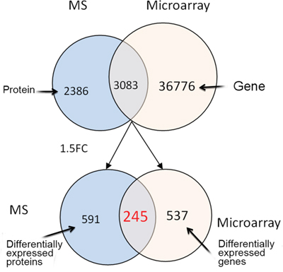 The numbers of differential proteins detected by iTRAQ-MS and genes by gene microarray.