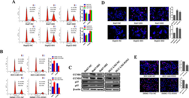 PON3 induces cell cycle arrest in HCC cells.