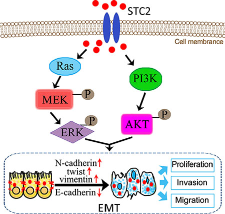 Schematic illustration of STC2-promoted EMT process through activation of AKT and ERK signaling pathways.