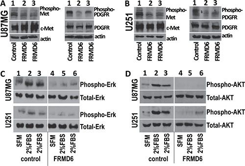 Increased expression of FRMD6 inhibits activities of c-Met and PDGFR RTKs and Erk and AKT kinases.