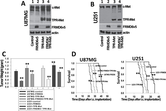 FRMD6 exerts its anti-GBM effect largely through negatively regulating c-Met RTK activity.