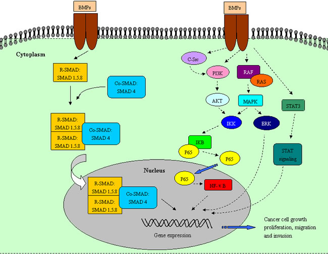 Relevant pathways regulate the paradoxical effects of BMP signaling in tumors.