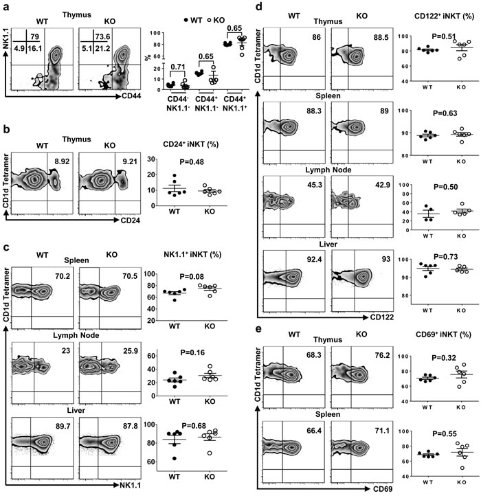 TIM-4 deficiency does not alter iNKT cell maturation.