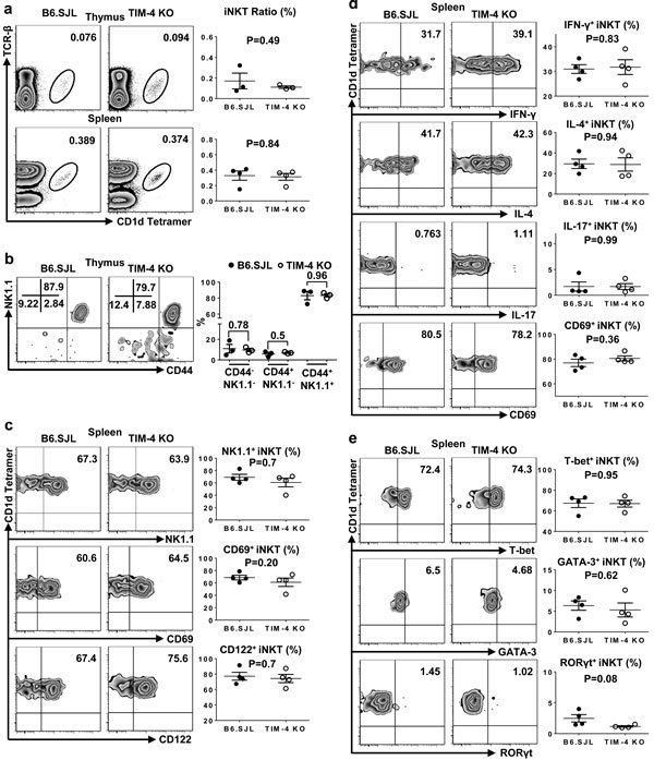 Normal iNKT cell development and function are cell-intrinsic in TIM-4 KO mice.