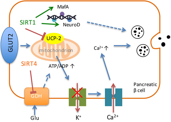 Sirtuins regulate the process of insulin secretion.