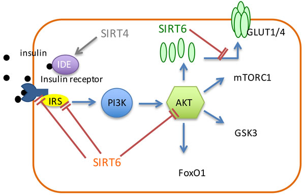 Sirtuins regulate the insulin pathway.