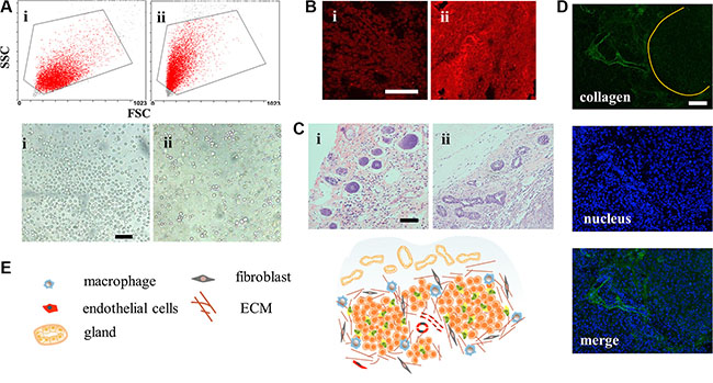 Structure of the CSCs induced orthotopic xenograft tumor model.