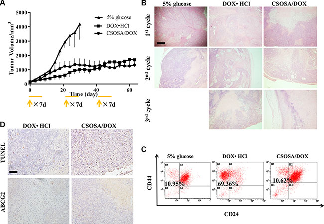 Tumor repopulation blocking effect of CSOSA/DOX.