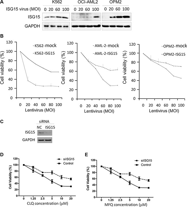 ISG15 suppresses cancer cell proliferation.