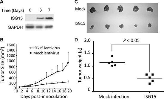 ISG15 suppresses cervical cancer growth in vivo.