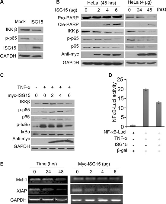 ISG15 inhibits the NF-&#x03BA;B signaling transduction.
