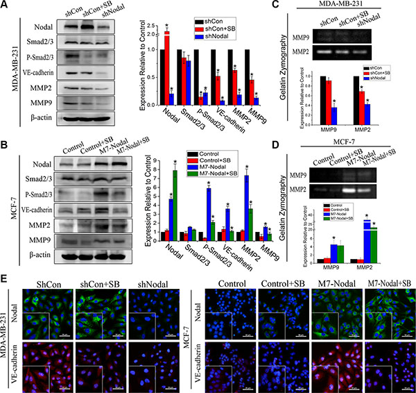 Nodal signaling via the Smad2/3 pathway up-regulated VM-associated protein expression.