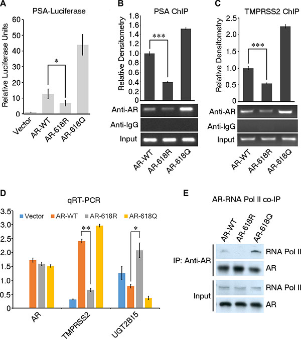 ARD1-dependent acetylation enhances AR transcriptional activity.