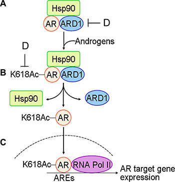 Schematic for the mechanism of ARD1-mediated AR acetylation in prostate tumorigenesis: (A) with limited androgen, ARD1, AR, and HSP90 form a complex in prostate cells.