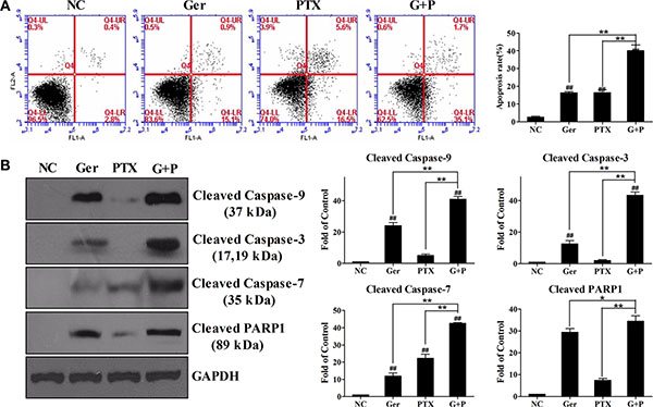 Geridonin enhances paclitaxel-induced apoptosis in MGC 803 cells.