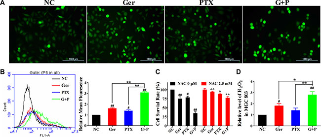 Geridonin and paclitaxel act synergistically to increase ROS levels in MGC 803 cells.