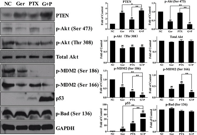 Geridonin and paclitaxel act synergistically to inhibit the PI3K/Akt pathway in vitro through regulation of PTEN expression.