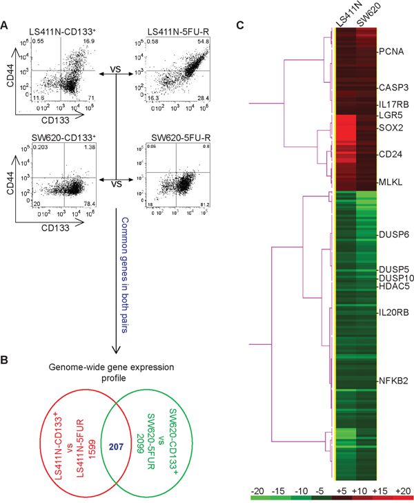 Genome-wide gene expression profiles of colon cancer stem-like cells.