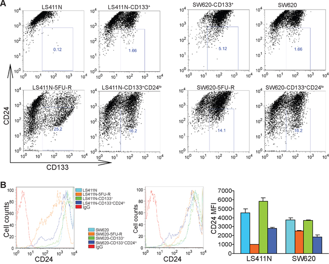CD133+CD24lo cells phenotypically resemble 5-FU-resistant human colon carcinoma cells.