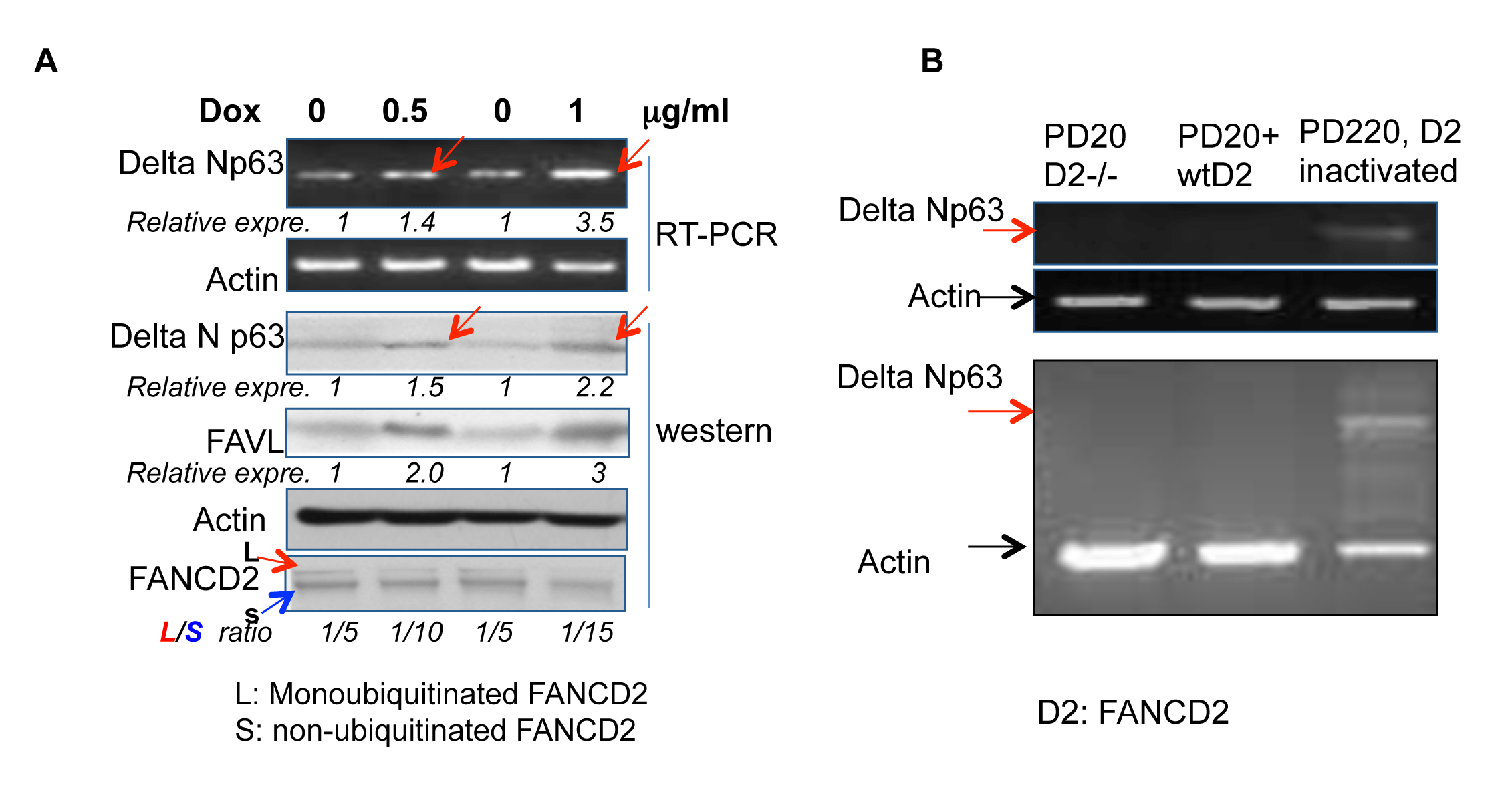 &#x2206;Np63 elevation is recapitulated in 293T cells and FA patient cells upon the inactivated FANCD2.