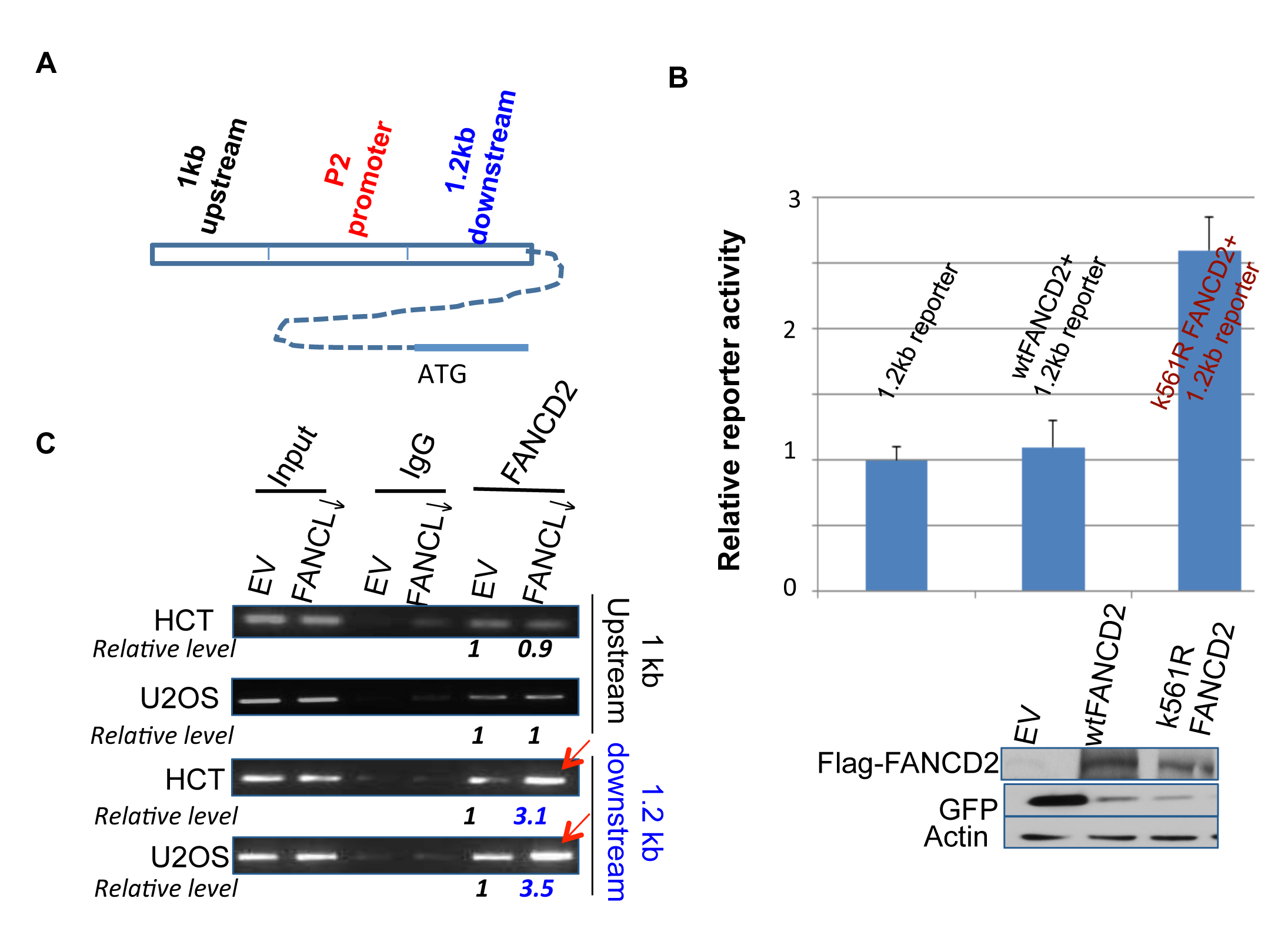 Inactivated FANCD2 promotes the expression of &#x2206;Np63 via a 1.2 kb DNA fragment downstream of the P2 promoter.