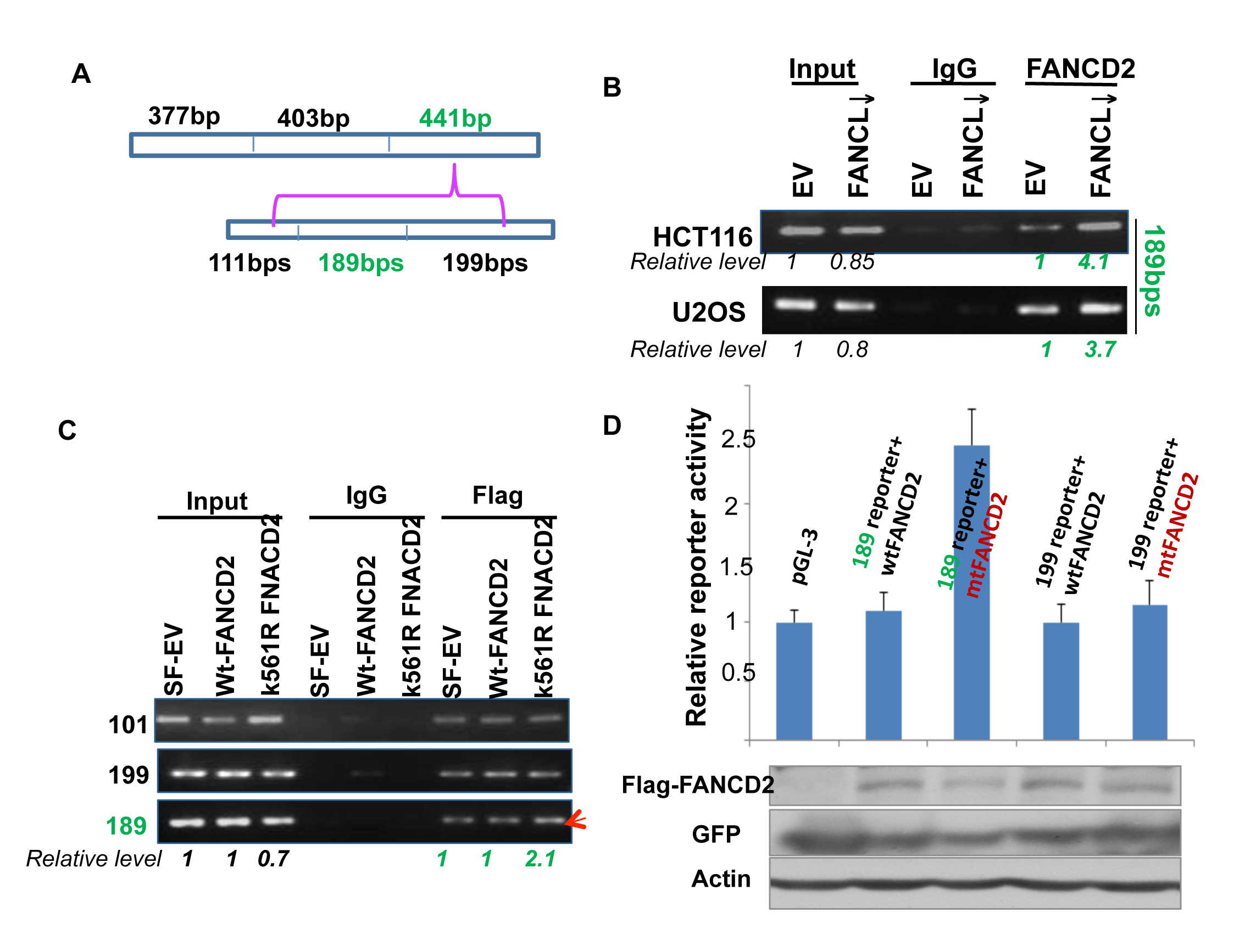 A 189bp DNA sequence within the 441 bp segment can mediate the regulation of &#x2206;Np63 expression by mtFANCD2.