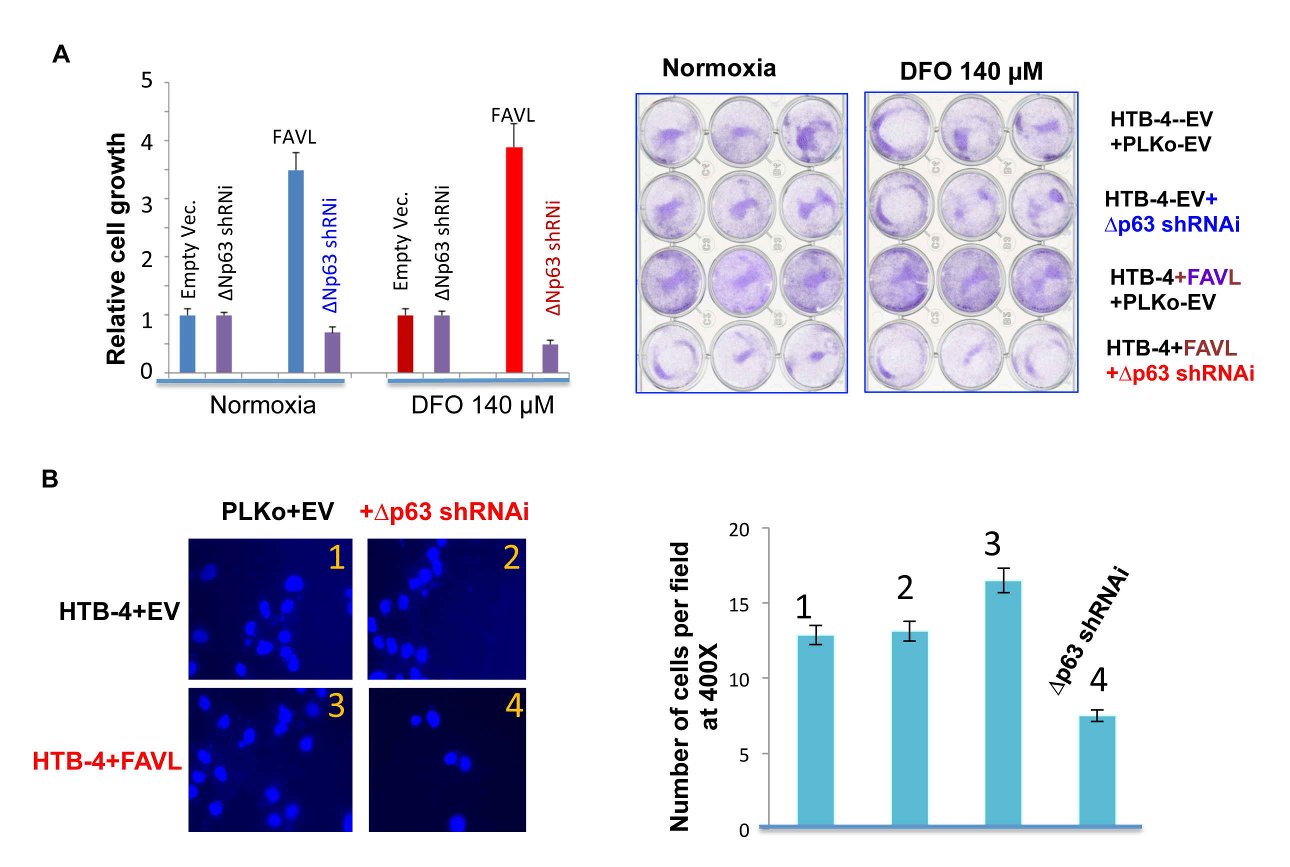 Silencing &#x2206;Np63 mRNA expression substantially abrogates the tumorigenic potential of HTB-4 bladder cancer cells triggered by FA pathway impaired by elevated FAVL.