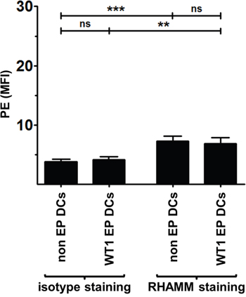 RHAMM protein expression in AML patient DCs.