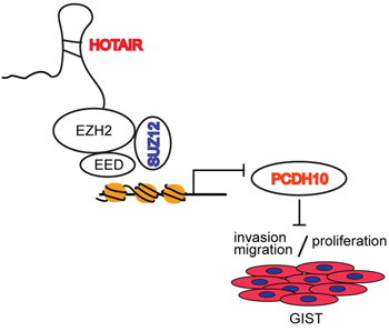Promoter methylation of PCDH10 by HOTAIR regulates proliferation and invasion/migration.