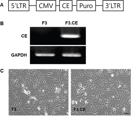 Establishment of HB1.F3 human neural stem cells expressing the carboxylesterase (CE) gene.