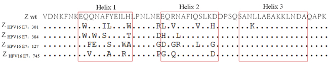 Amino acid sequence alignment of wild-type Z domain and four selected affibody molecules.