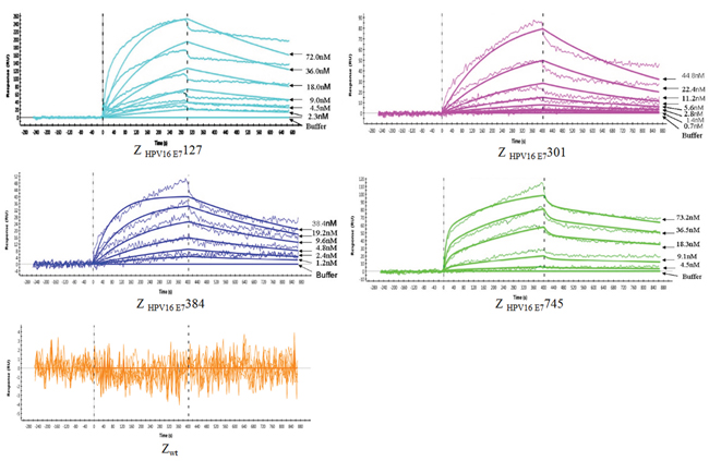 Biosensor binding analysis of 4 purified affibody molecules.