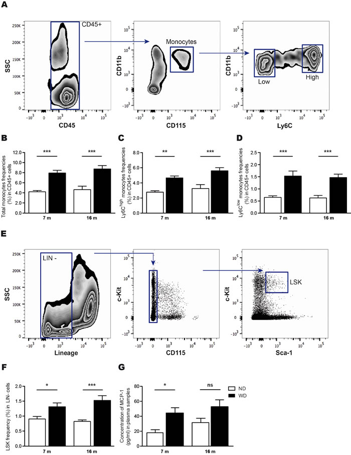 WD increases frequencies of blood-circulating monocytes and hematopoietic stem cells in the bone marrow, which is accompanied by increased MCP-1 levels in the plasma.