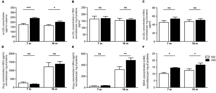 WD increases ox-LDL levels in the blood circulation and exacerbates soluble A&#x3b2; 1-40 and MDA accumulation in cerebral microvasculature.