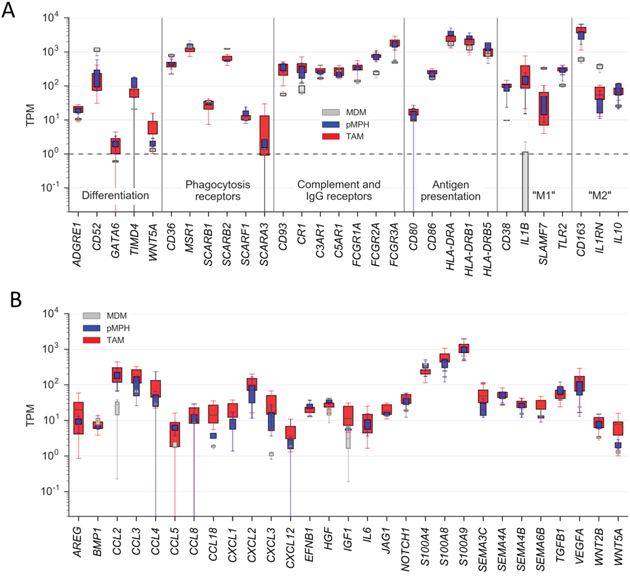 Expression of genes coding for proteins with immune or pro-tumorigenic functions by TAMs and normal macrophages.