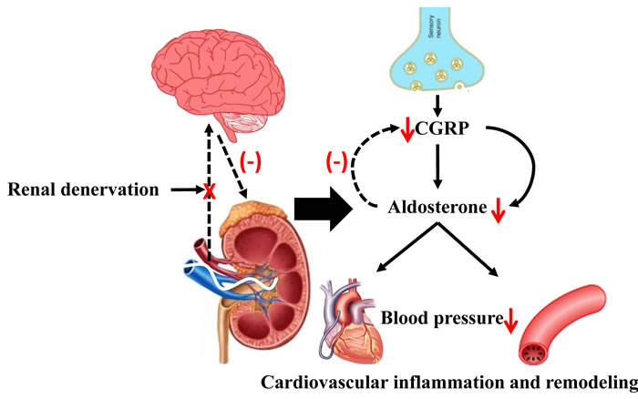 The possible role of RDN in attenuating Ang II-induced cardiovascular remodeling through inhibition of aldosterone expression.