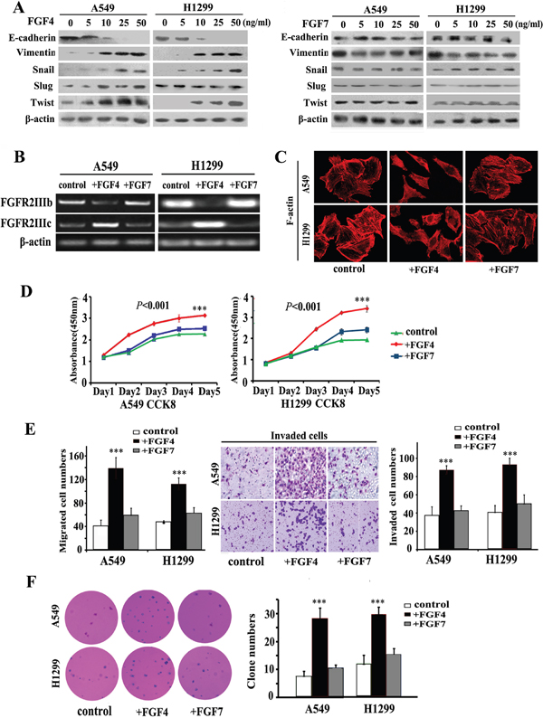 FGF4, not FGF7 treatment induces EMT, causes a switch from FGFR2 IIIb to FGFR2 IIIc and changes the cell morphology and behavior of A549 and H1299 lung ADC cells.