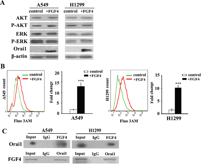 FGF4 elevates intracellular calcium concentration and upregulates the expression of Orai1.