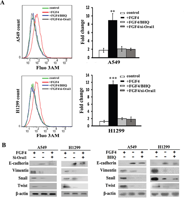 Orai1 knockdown and BHQ impair FGF4-induced EMT in A549 and H1299 cells.