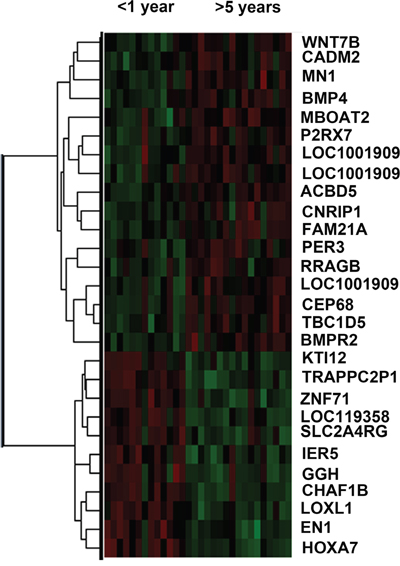 Heat map of differentially expressed genes in short (&#x003C;1year) and long (&#x003E;5year) survival groups.