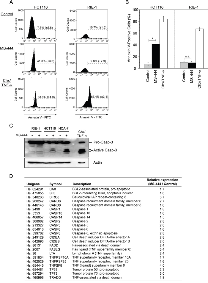 MS-444 selectively promotes apoptosis in CRC cells.