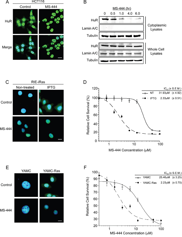 MS-444 inhibits HuR cytoplasmic localization.