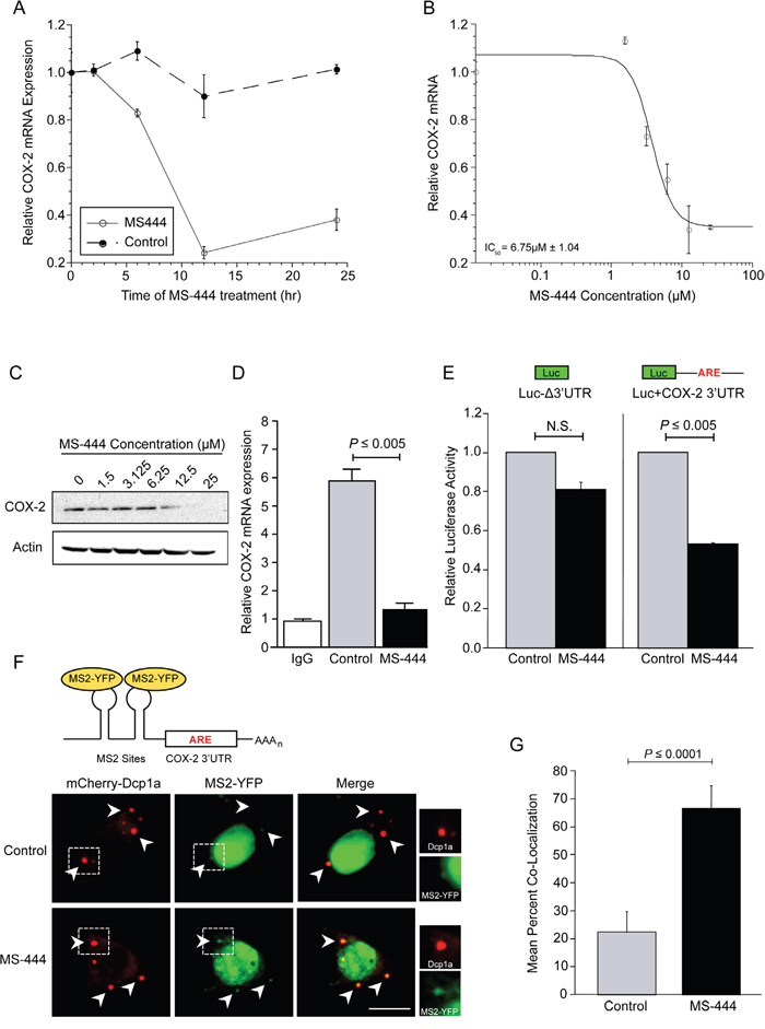 MS-444 inhibits COX-2 expression and promotes ARE-containing mRNA trafficking to P-bodies.