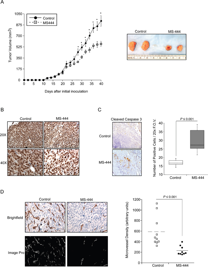 Inhibition of in vivo tumor growth by MS-444.