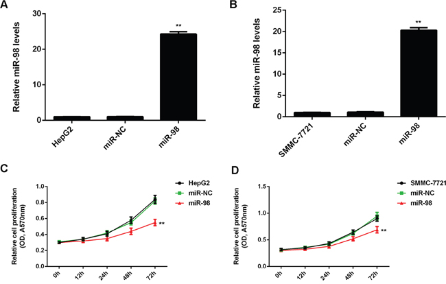 MiR-98 suppresses HCC cell proliferation.