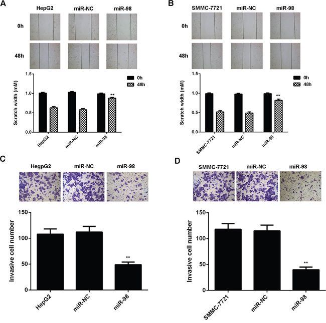 MiR-98 inhibits migration and invasion of HCC cells.