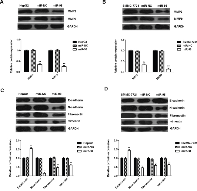 MiR-98 inhibits MMPs expression and epithelial-mesenchymal transition (EMT) in HCC cells.