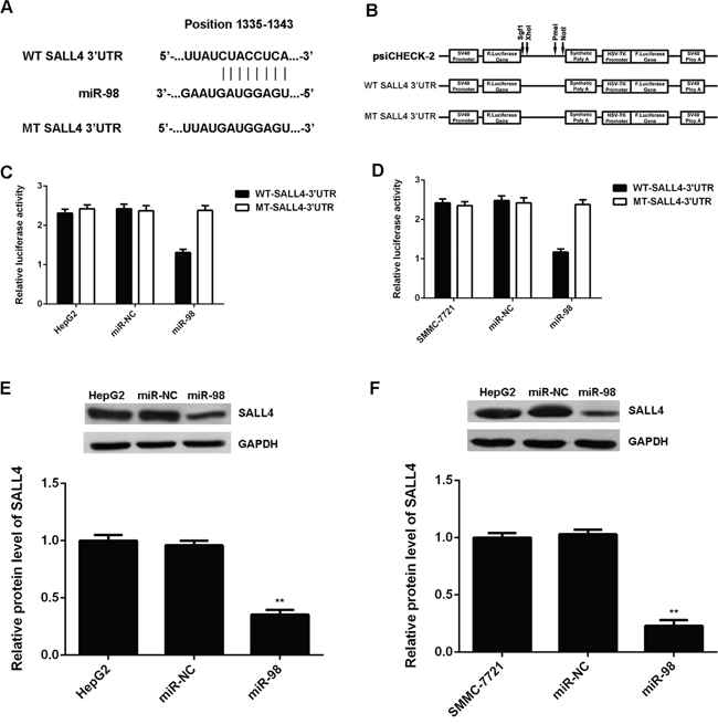 SALL4 is a target gene of miR-98 in HCC cells.