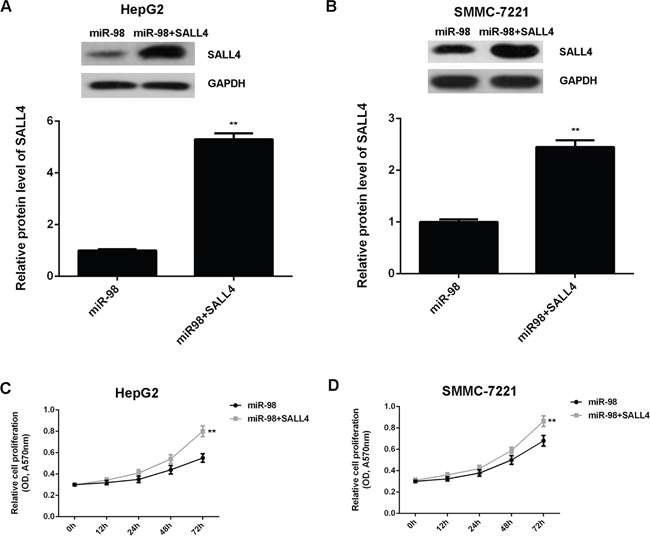 Overexpression of SALL4 attenuates the suppressive effects of miR-98 on HCC cell proliferation.