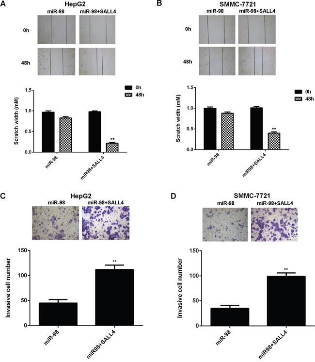 Overexpression of SALL4 eliminates the inhibitory effects of miR-98 on HCC cell migration and invasion.
